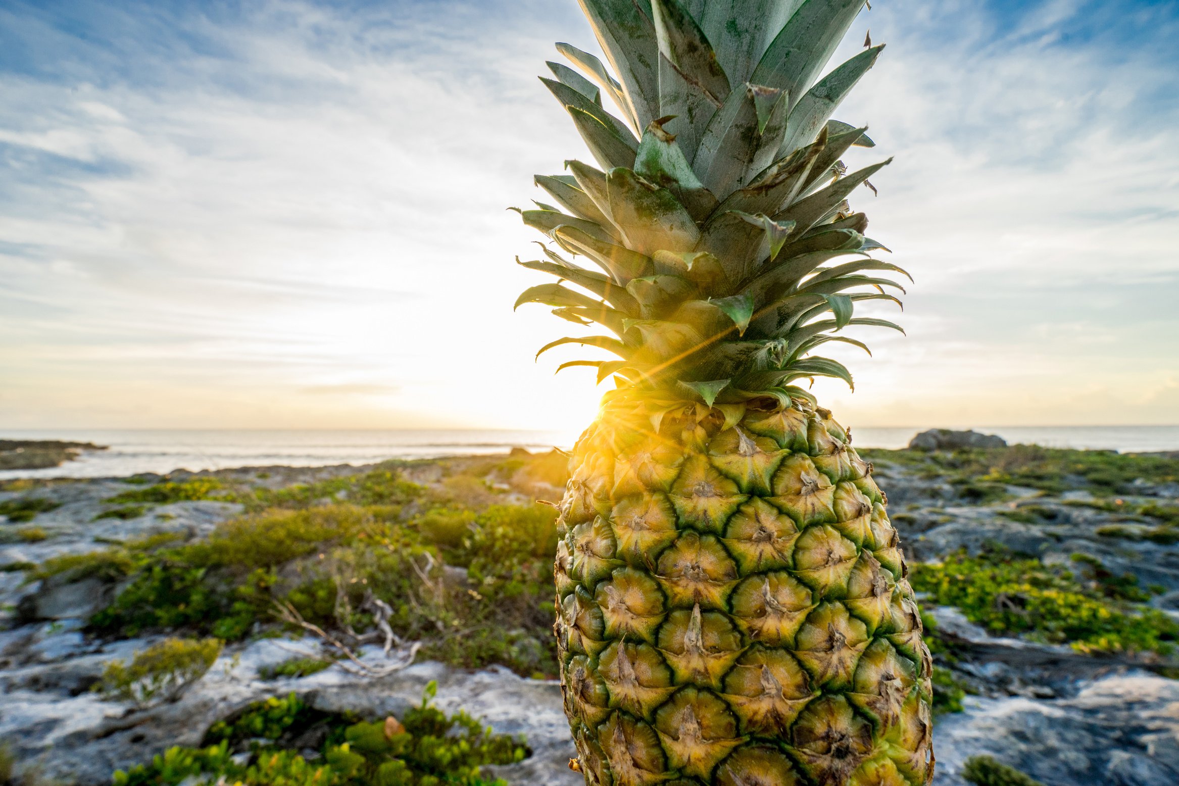 Yellow Pineapple Near Green Plants and Sea Close-up Photography